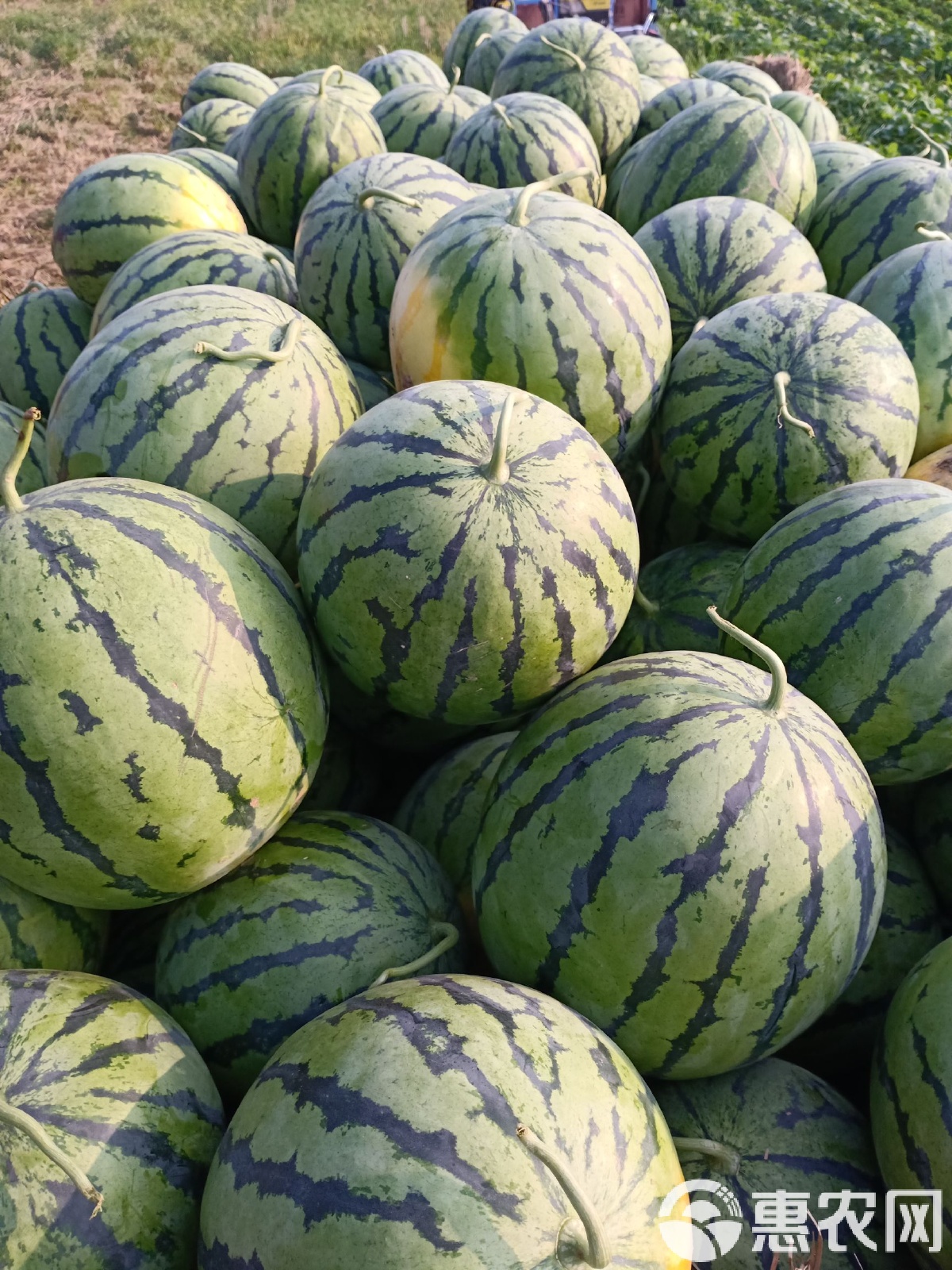 太康縣西瓜最新價格，時代背景下的瓜價變遷
